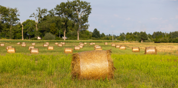 Bales of grass in the golden fields