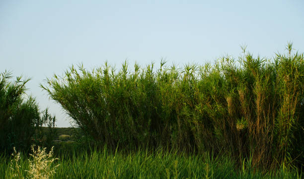 long leaves of green saplings of wild bamboo in the field - long grass uncultivated plant stage plant condition imagens e fotografias de stock