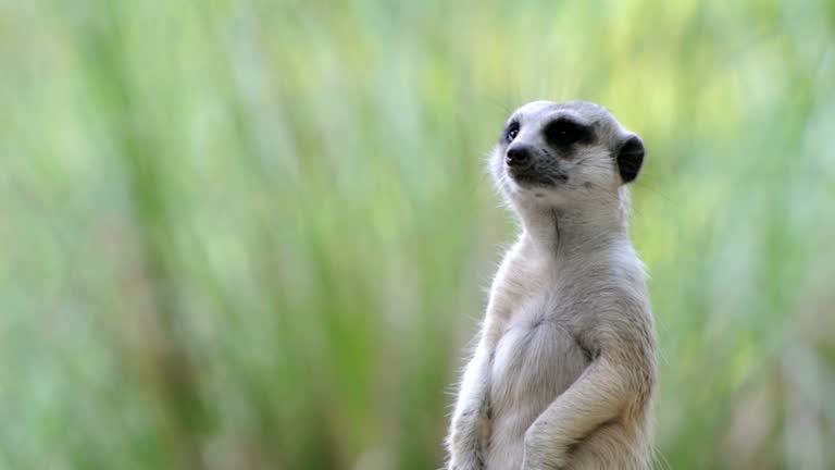 Free Animal Stock Video Footage 95201 Download Free Animal Stock Video Footage 95201 Download