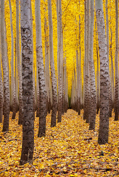 istock Rows of autumn colored trees 156935753