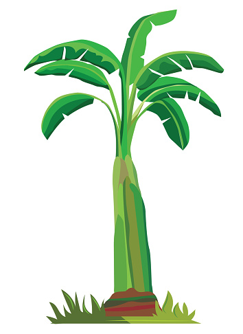 Vector illustration of banana tropical tree without a fruit