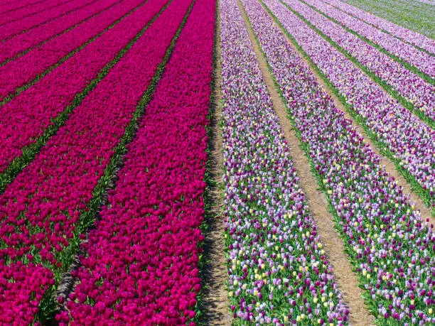 Dutch fields with colorful flowerbulbs in pink and purple near Lisse and Keukenhof.