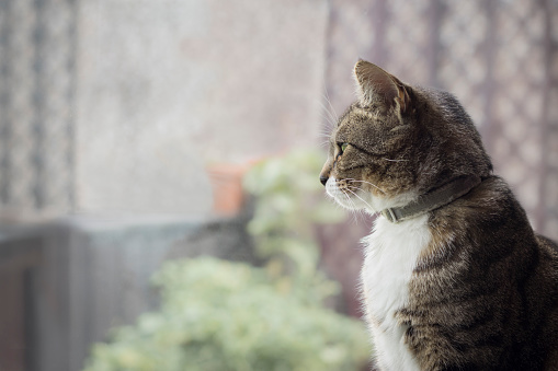 Tabby cat looking out of window at garden