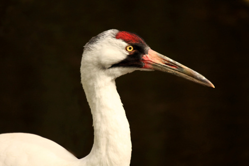 A whooping crane in Florida looking right