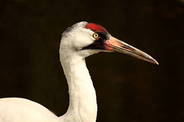Whooping crane head shot A whooping crane in Florida looking right whooping cranes pics stock pictures, royalty-free photos & images