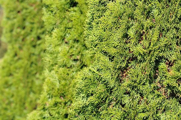 istock Green Hedge of Thuja Trees 156937196