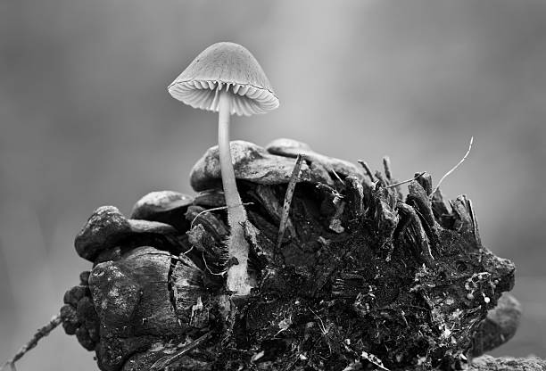 istock Mycena Seynesii. Black and white 156937438