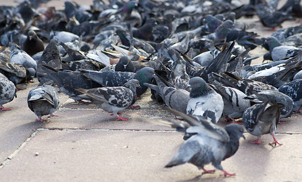 istock Pigeons in city 156937686