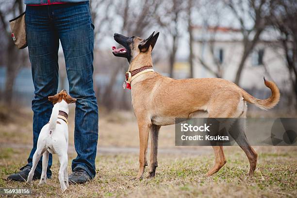Two Dogs Looking Up At The Man Stock Photo - Download Image Now - Activity, Animal, Collie