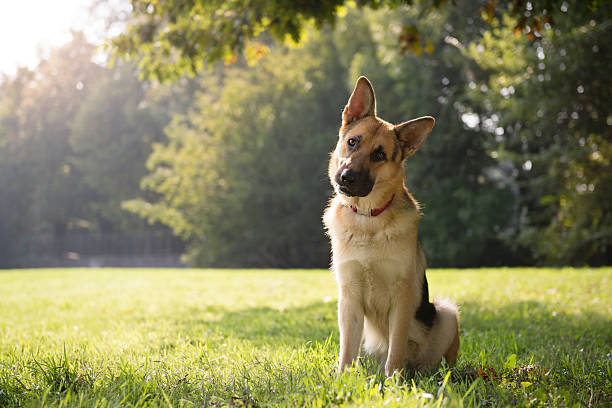 German Shepard sitting in a green park surrounded by trees young german shepherd sitting on grass in park and looking with attention at camera, tilting head slanted stock pictures, royalty-free photos & images