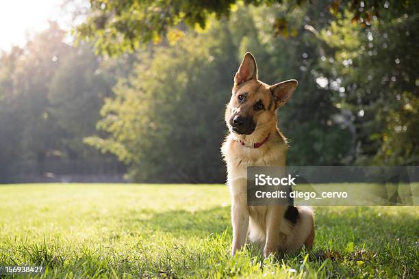 German Shepard Sitting In A Green Park Surrounded By Trees Stock Photo - Download Image Now