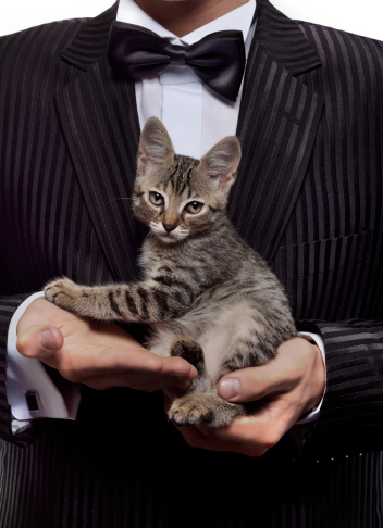 kitten sitting in men's hands