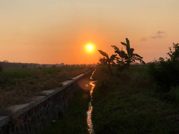istock sunset photo with drainage and banana trees 1569388048