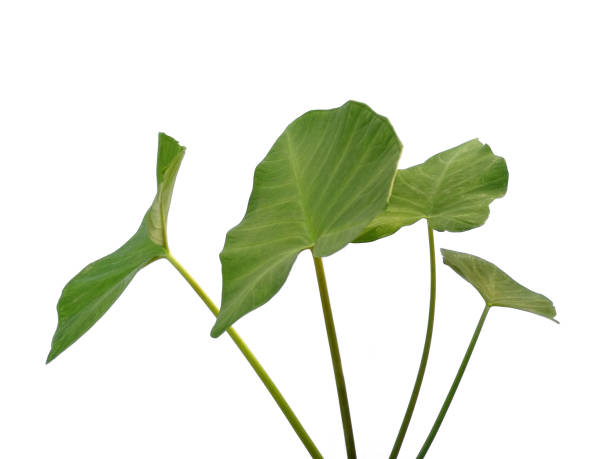 istock Green leaf isolated on white background. Eddoe leaves or wild taro leaf on white background. 1569389131
