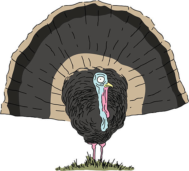 Turkey vector art illustration