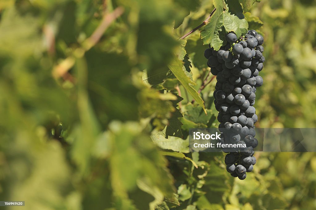 Winogrona na winorośli się - Zbiór zdjęć royalty-free (Bez ludzi)