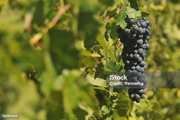 Winogrona Na Winorośli Się - zdjęcia stockowe i więcej obrazów Bez ludzi - Bez ludzi, Fotografika, Horyzontalny