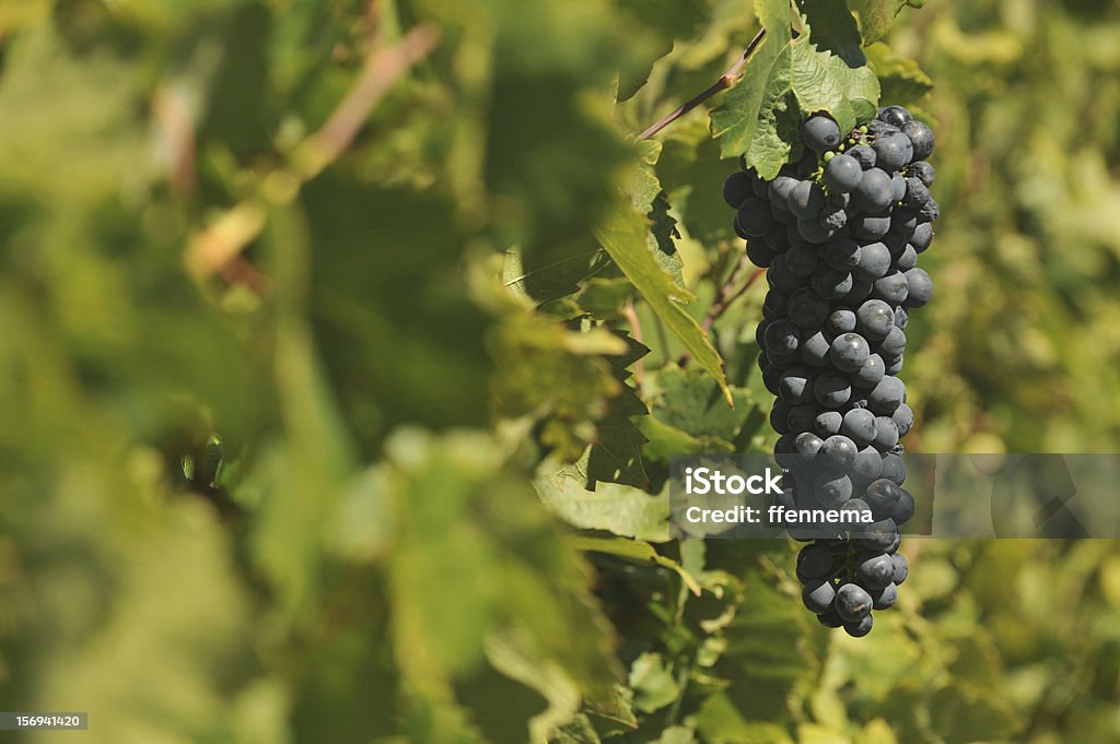 Uvas de cultivo de vinho no vine - Foto de stock de Campo royalty-free