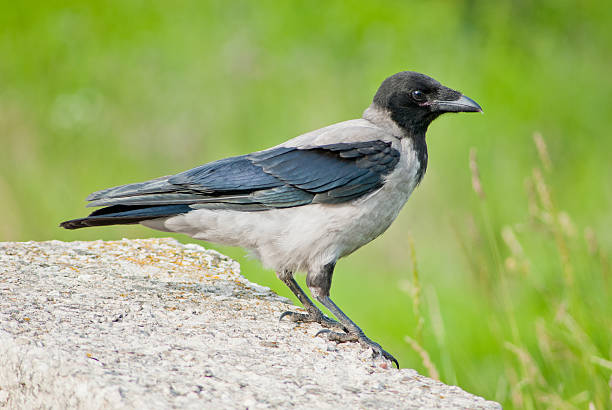 Crow stock photo