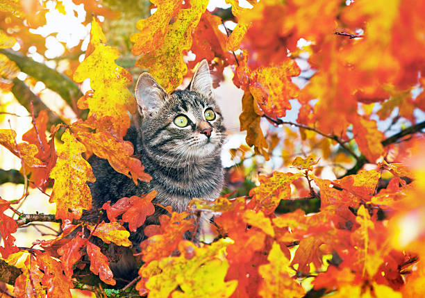 istock Beautiful kitty on the autumn leaves 156941595