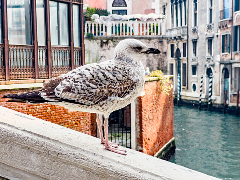 Seagull stand and posing on the edge of a bridge in a narrow Venetian canal with beautiful buildings, Venice, in Italy. Travel destination background with copy space.