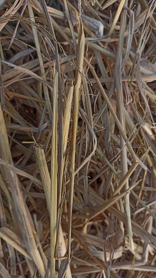 Dry rice straw on the edge of the rice field