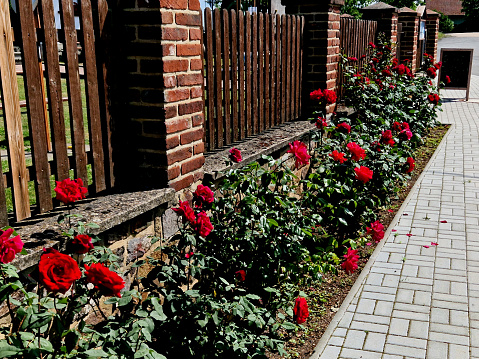 new concrete sidewalk paving in the city. the beds in the street planted with beautiful red and green roses with large flowers. rural development project in England, landscaping, rosa