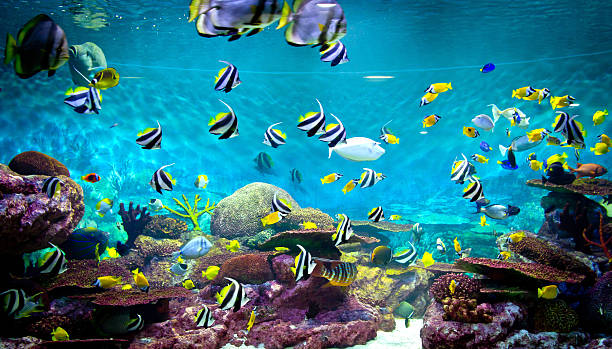 poissons et coraux de la vie sous-marine - vitality sea aquatic atoll photos et images de collection