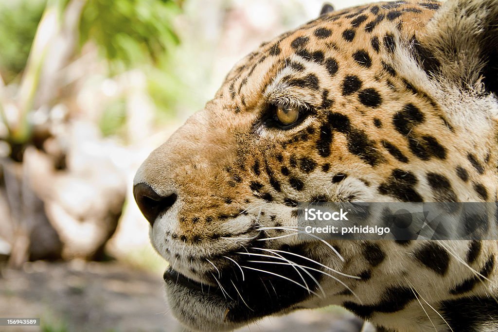 Leopard Side Live Leopard Portrait Close Up Side View Stock Photo - Download Image ...