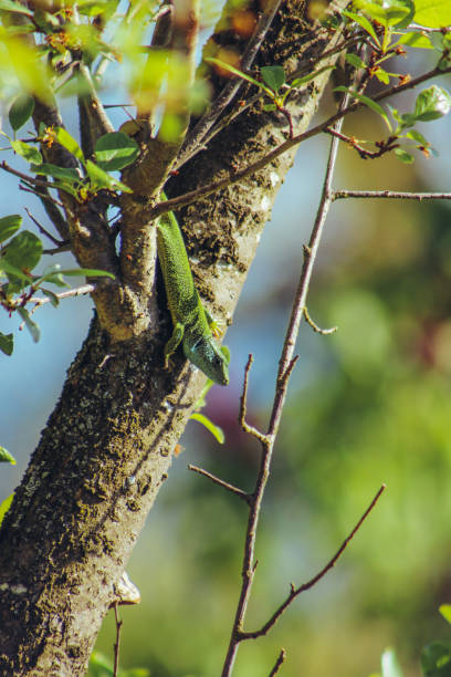 istock European green lizard 1569440670