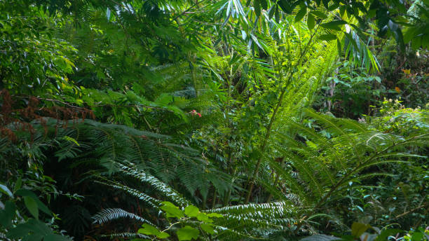 istock beautiful green foliage as background 1569443912