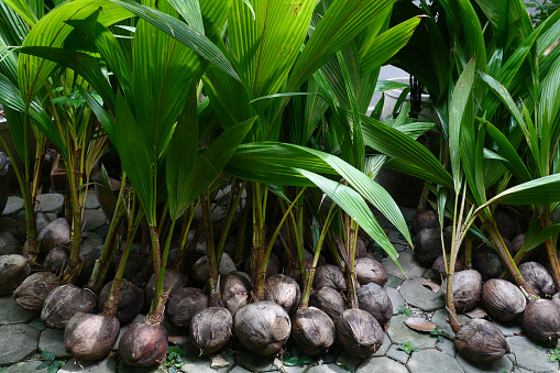 Coconuts tree for Agriculture Farm.