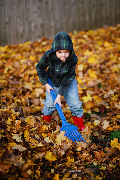 Young boy raking leaves. stock photo