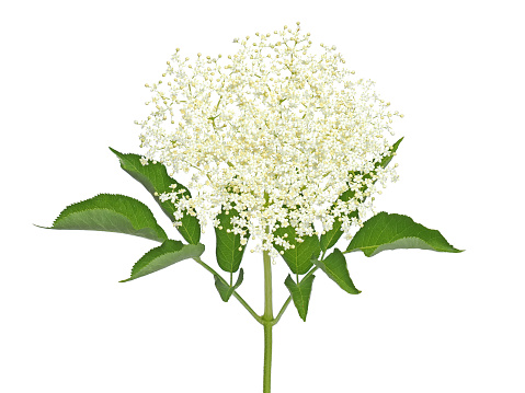 White flower of black elder tree isolated, Sambucus nigra, aromatic medicinal plant