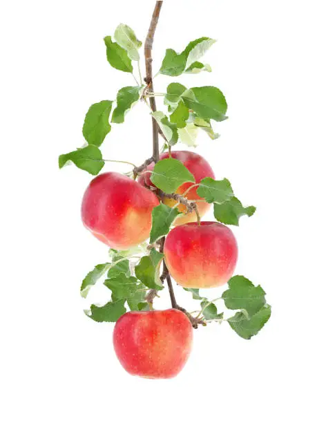 Apple branch with red ripe fruits and green leaf isolated on white
