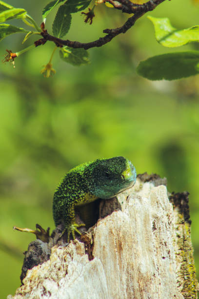 istock European green lizard 1569451064