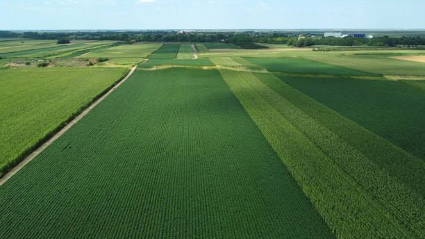 istock green corn and soybean fields - drone photography 1569454790