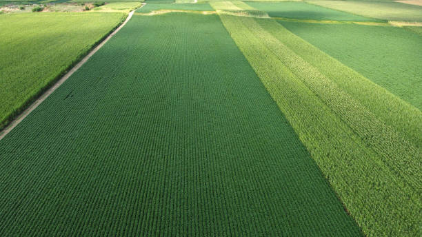 istock green corn and soybean fields - drone photography 1569454796