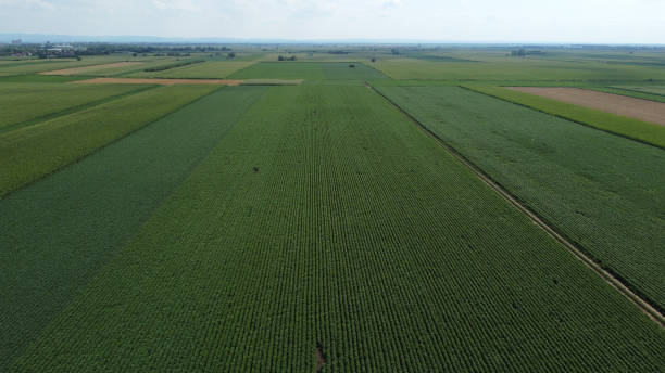 istock green soya bean fields in the summer-drone photography 1569454807