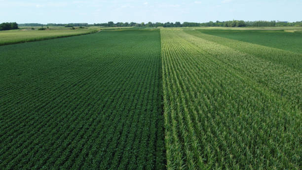 istock green corn and soybean fields - drone photography 1569455849