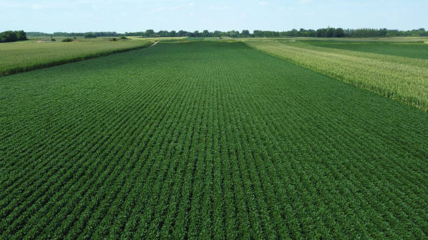 istock green soya bean fields in the summer-drone photography 1569455853