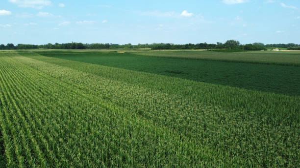 istock green corn and soybean fields - drone photography 1569455862