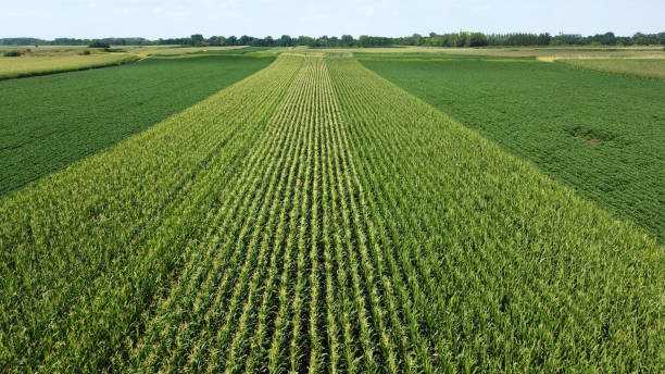 istock green corn and soybean fields - drone photography 1569455872