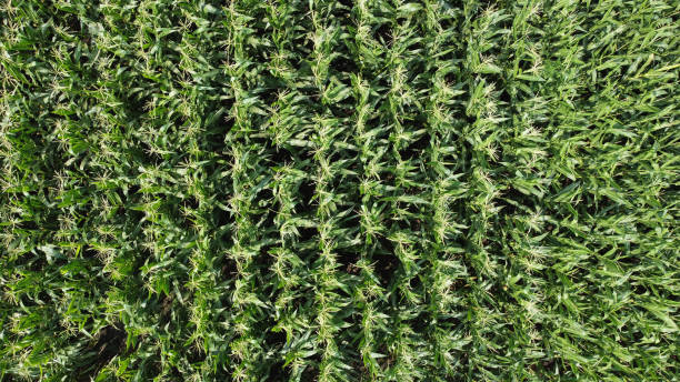 istock green corn field in the summer-drone photography 1569455876