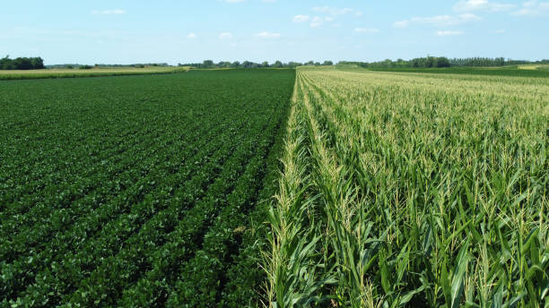 green corn and soybean fields - drone photography