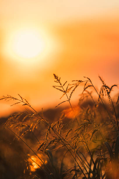 istock Grass in a field at sunset 1569458495