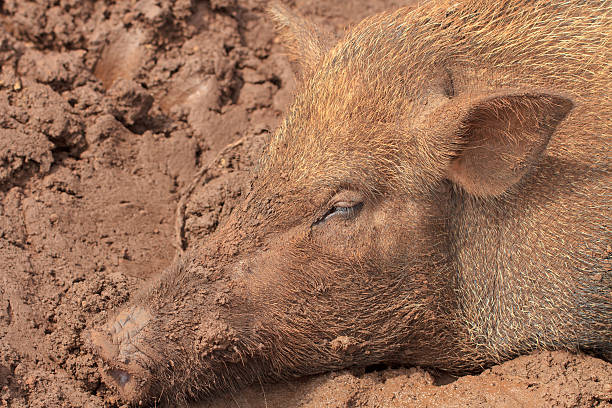istock wild boar in earthy ambiance 156946013