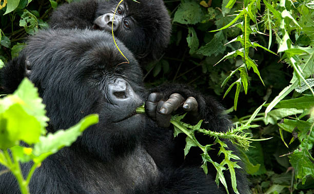 istock Kwitonda. Mother and Baby 156946396