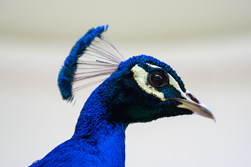 Portrait of a peacock bird