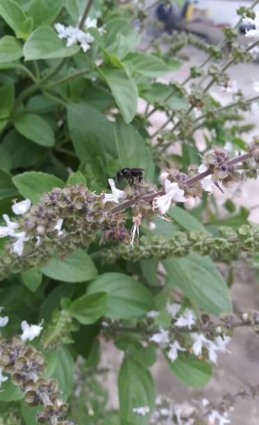 istock Basil flower being pollinated by Brazilian bee 1569469308